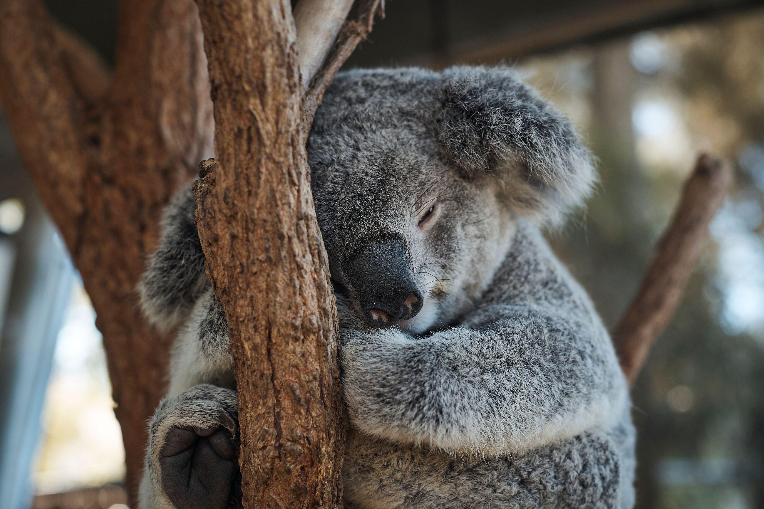 悉尼塔龍加動物園
