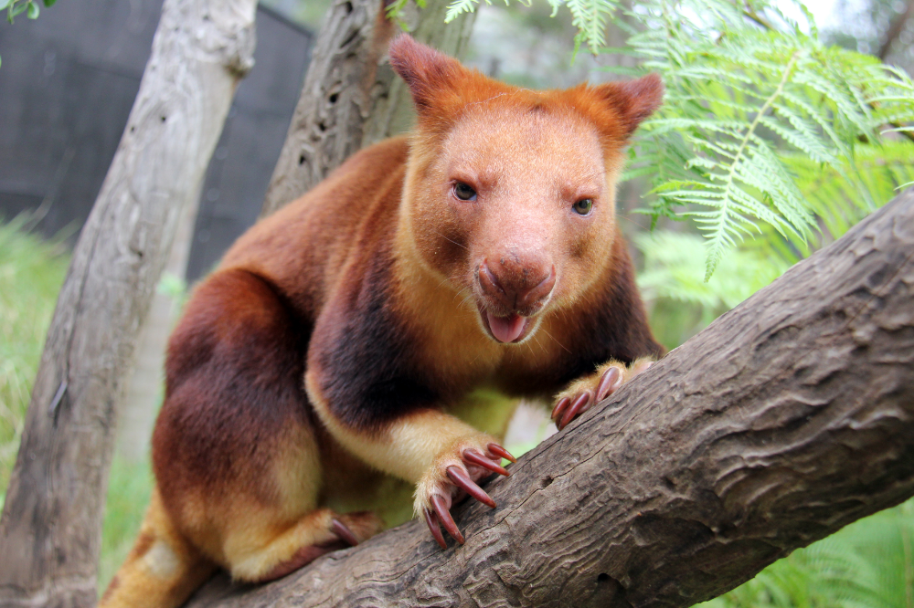 悉尼塔龍加動物園