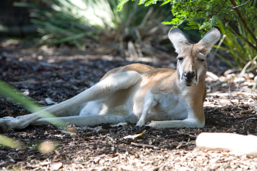 悉尼塔龍加動物園