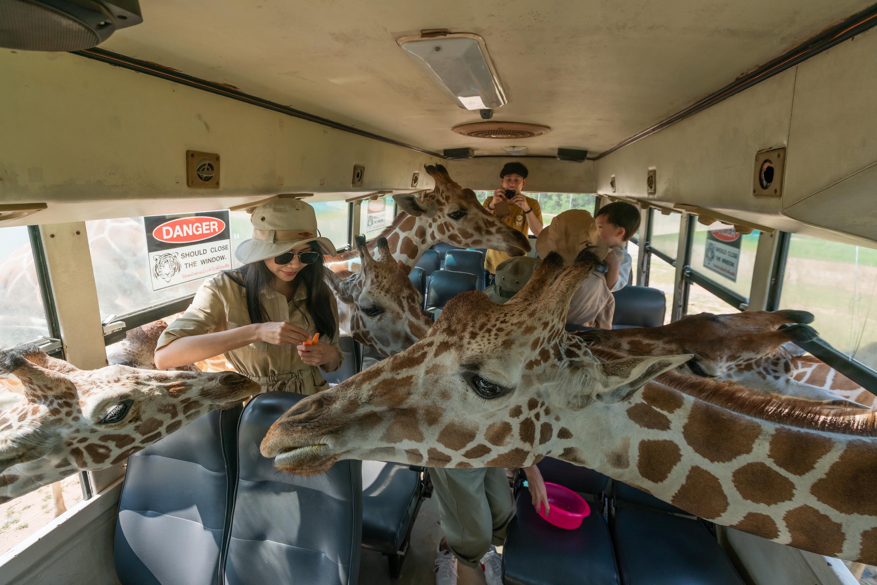 北碧府野生動物園吉普車