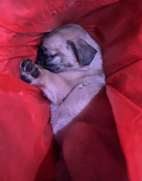 八哥B被封4層袋遺棄山邊終不治,棄狗漢:不想狗死在家中。(香港動物報@FB)