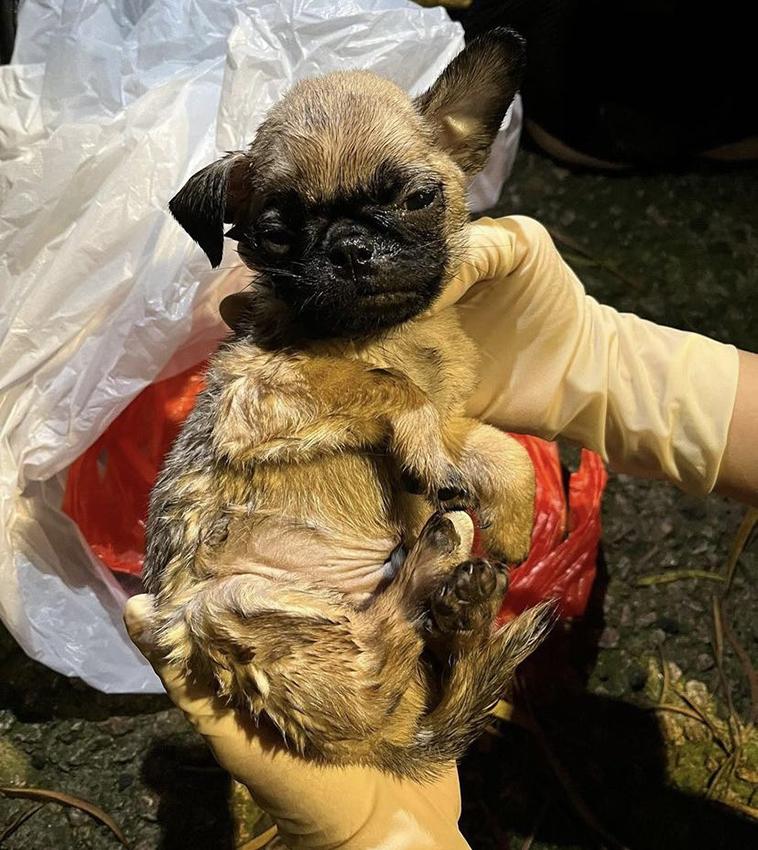 八哥B被封4層袋遺棄山邊終不治,棄狗漢:不想狗死在家中。(香港動物報@FB)