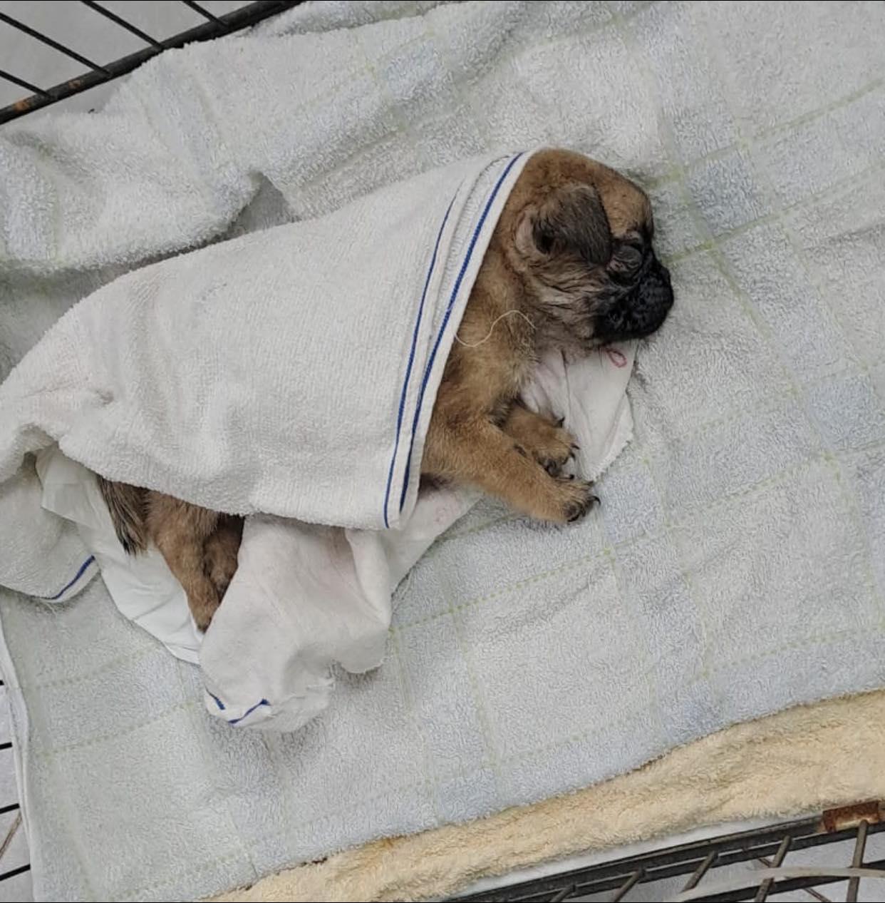 至於該幼犬最終因腸摺疊的重病,延至周二(6日)晚死亡,義工為這隻八哥犬改名為「Nice」。(香港動物報@FB)