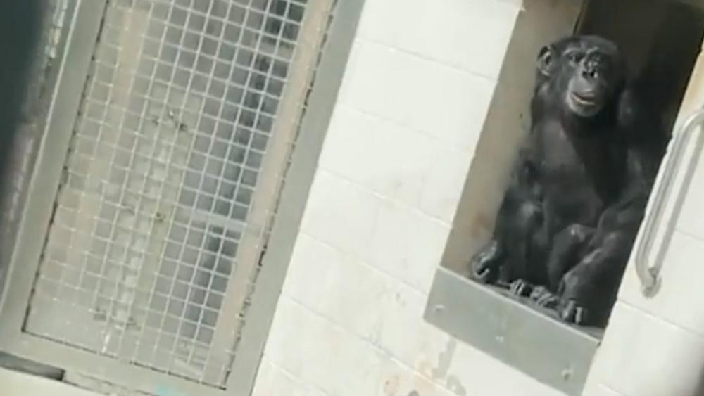 Vanilla昨日在收容所裡第一次踏出籠子一般大的空間外。(Twitter)