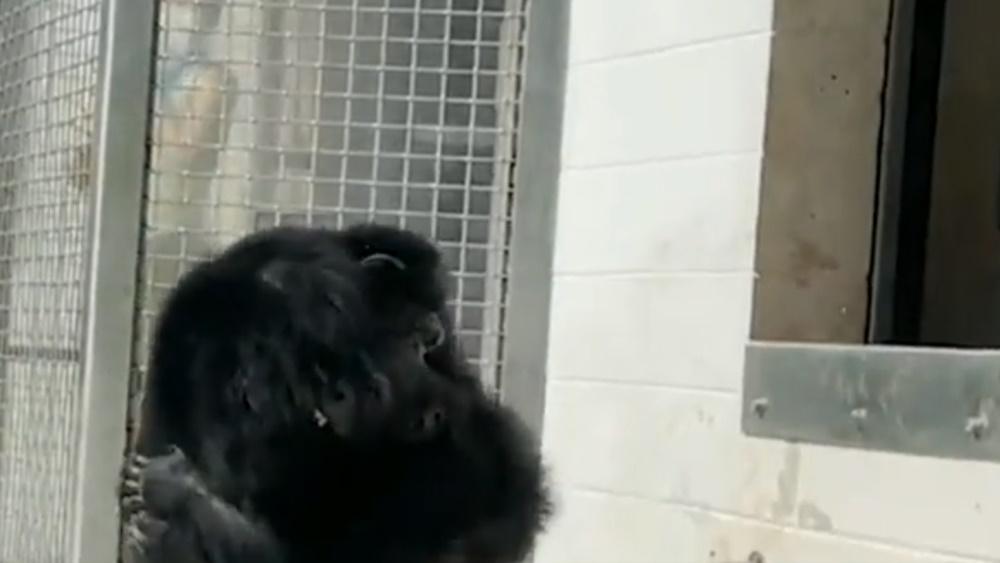 Vanilla首先獲得主導群體的雄性黑猩猩Dwight擁抱以示歡迎。(Twitter)