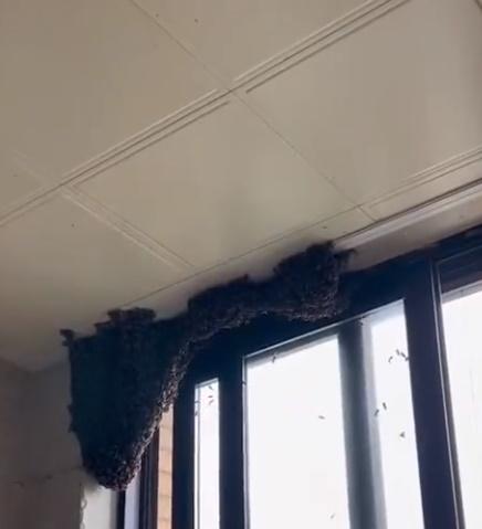 廚房內的蜜蜂在角落聚集起來,愈聚愈多。(微博)