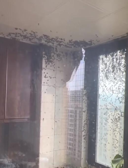 廚房內的蜜蜂在角落聚集起來,愈聚愈多。(微博)