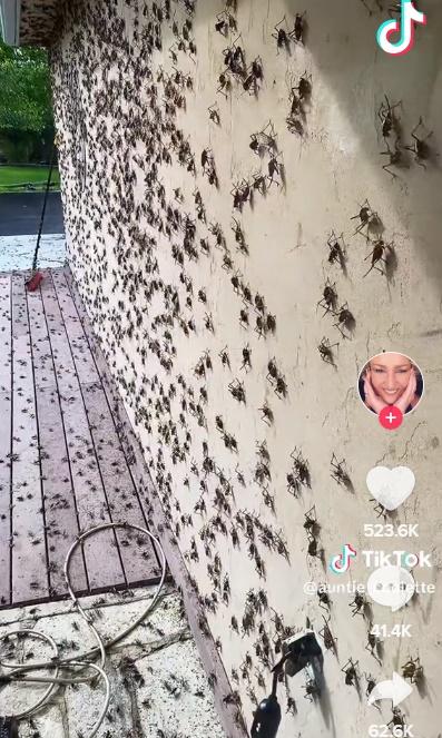 影片可見,屋外到處有蟋蟀正在竄動。(TikTok)