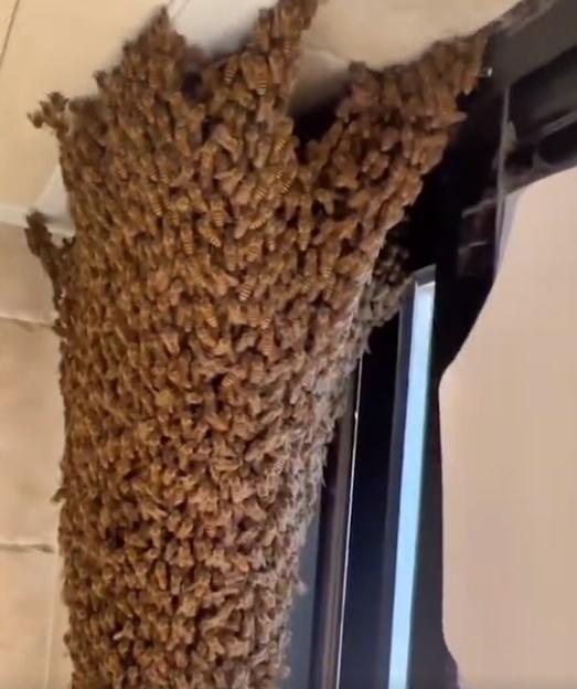 鏡頭一轉,更堆疊成一個倒三角狀的巨型「蜂塔」。(微博)