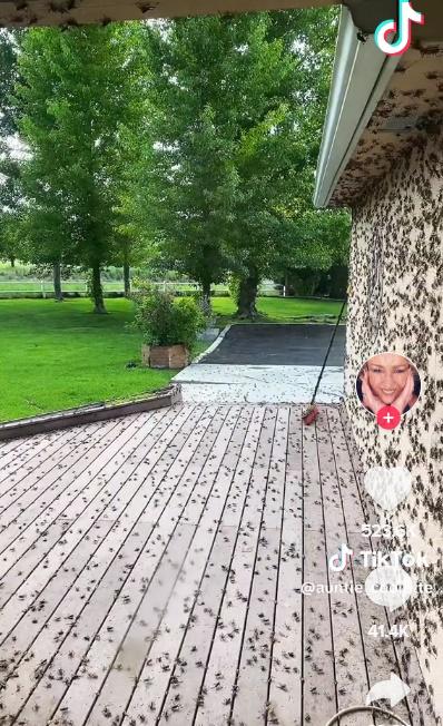 影片可見,屋外到處有蟋蟀正在竄動。(TikTok)