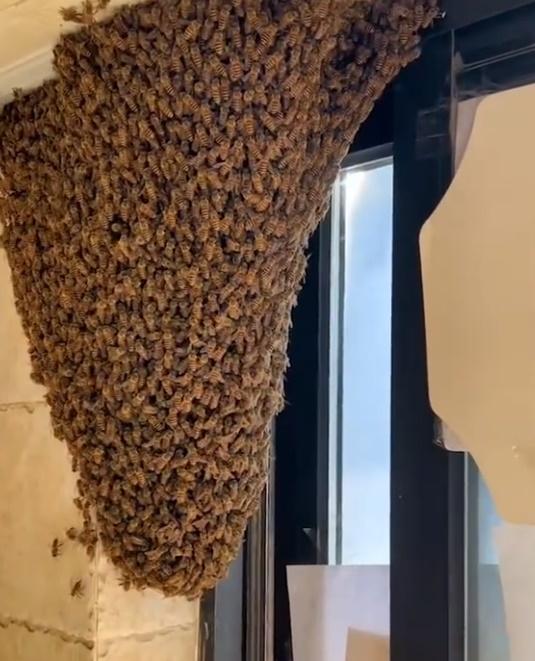 鏡頭一轉,更堆疊成一個倒三角狀的巨型「蜂塔」。(微博)