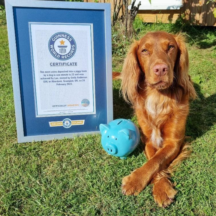狗仔1分鐘擔23硬幣入豬仔錢罌破健力士世界紀錄。(IG)