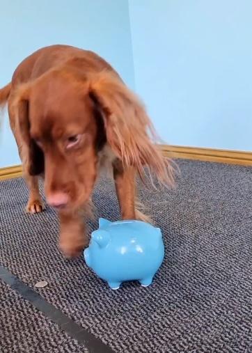 主人將硬幣逐一放在地上。(IG)