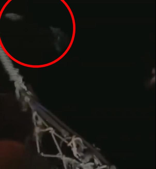 有網民發現水中有多條疑似鯊魚的海洋生物。(Twitter)