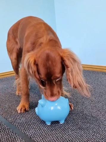 Leo則逐一將硬幣用口擔起,放入豬仔錢罌背部的入錢洞內。(IG)