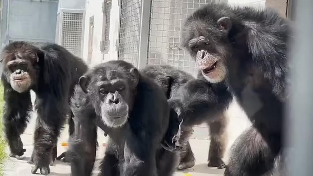 Vanilla融入群體。(Twitter)