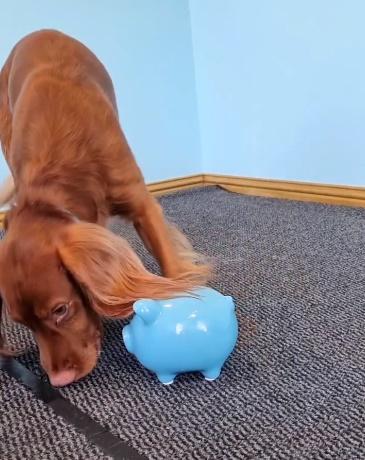 Leo則逐一將硬幣用口擔起,放入豬仔錢罌背部的入錢洞內。(IG)