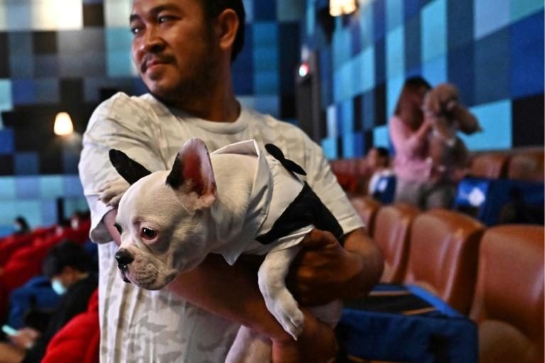 數十名觀眾帶著自己的毛孩到場欣賞迪士尼最新電影《小美人魚》(The Little Mermaid)。(網上圖片)