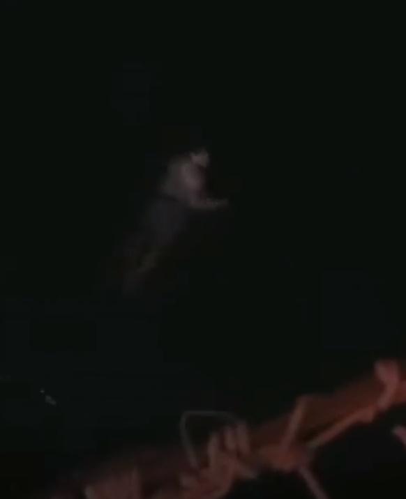 Cameron Robbins注目另一目標,便即轉身往反方向游去,其後失去蹤影。(Twitter)