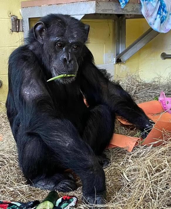 收容所:Vanilla融入得很好。(Twitter)