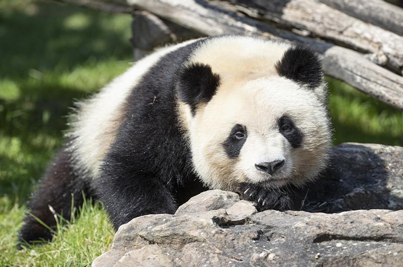 大雄貓「圓夢」下月將由法國送返成都。(網上圖片)