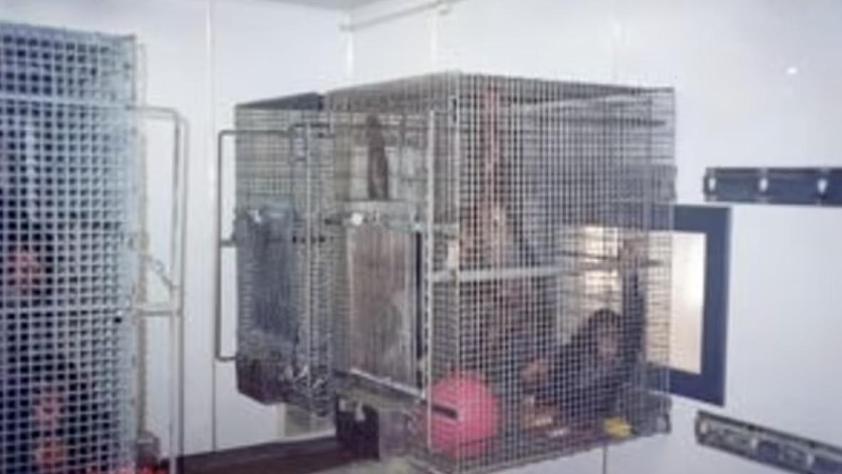 Vanilla自出生後一直被關在紐約一間臭名昭著的實驗室LEMSIP,被進行連串不人道的靈長類動物實驗性藥物與手術實驗。(Twitter)