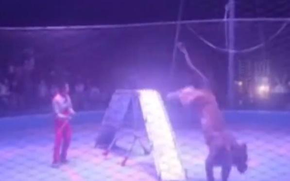 馬戲團進行馴獸表演時,獅子疑似情緒失控。(微博)