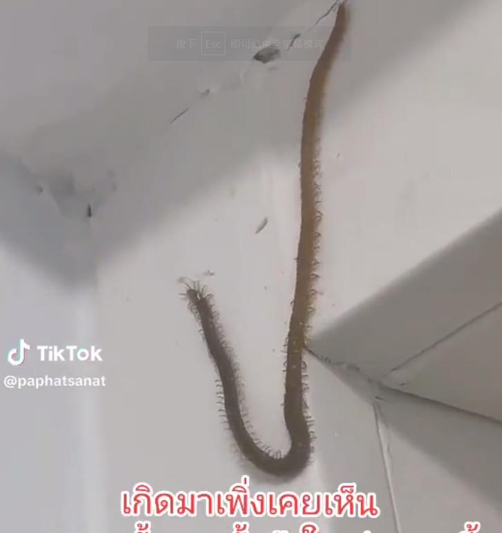 網民問「這到底是甚麼生物?」、「這是蛇的長度吧」。(Twitter)