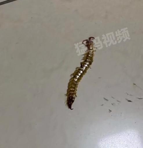 女事主痛醒,驚見被子上有一條蜈蚣。(微博)