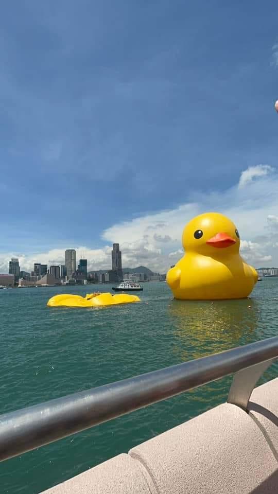 巨型黃鴨展覽首日,其中一隻下午突然泄氣,倒臥海面。(黃色巨鴨fb圖)