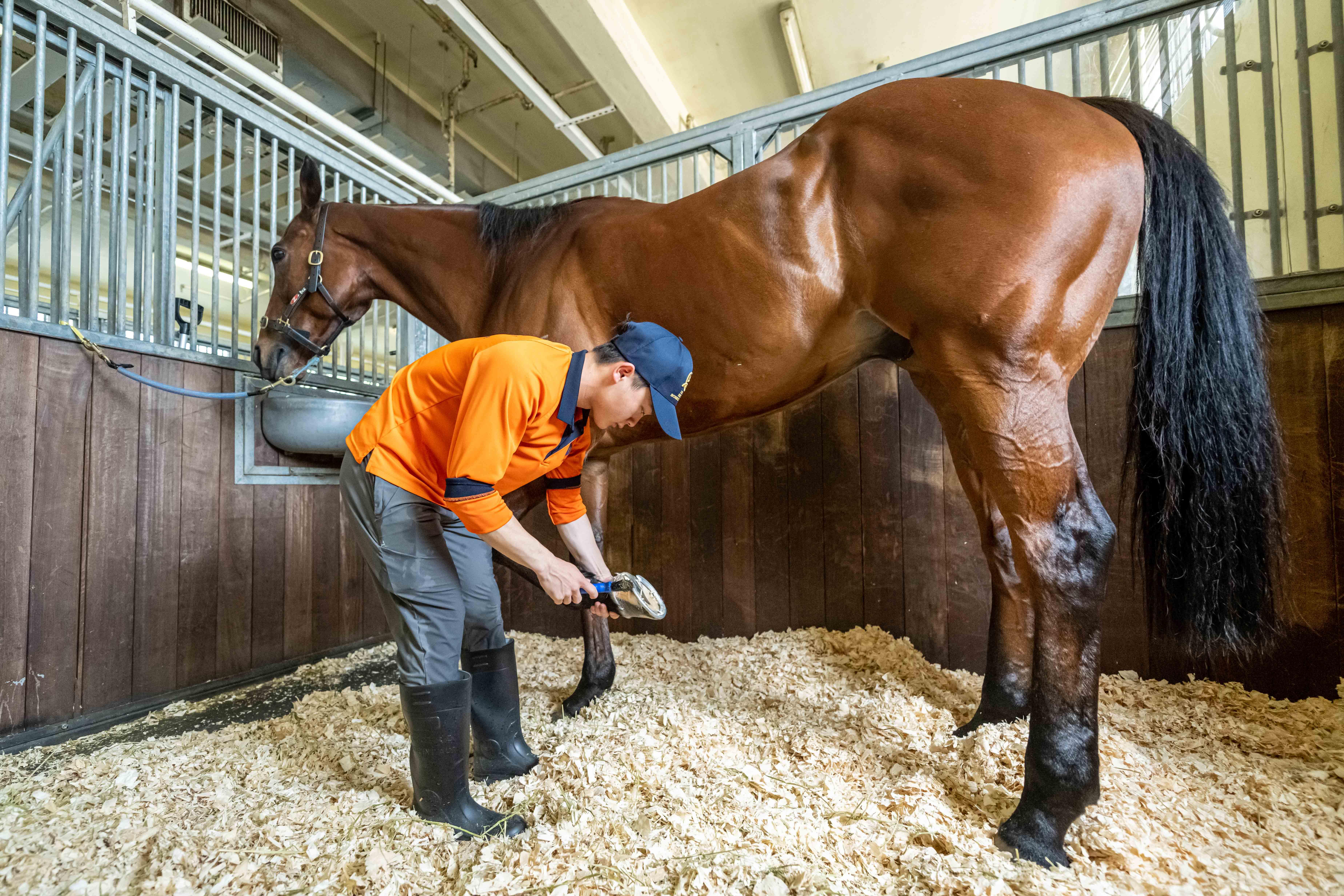 馬會, 賽事見習學員