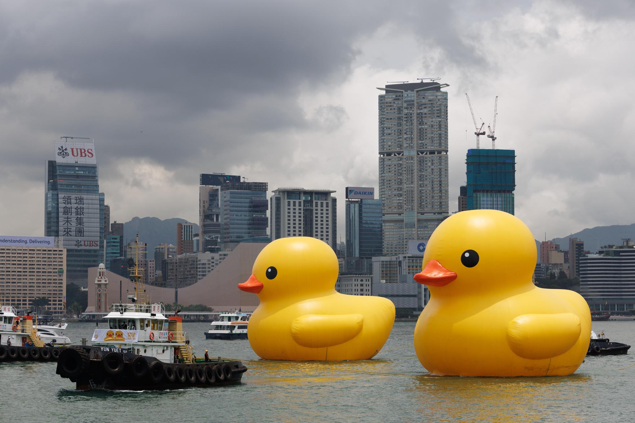 巨型黃鴨再次登陸香港