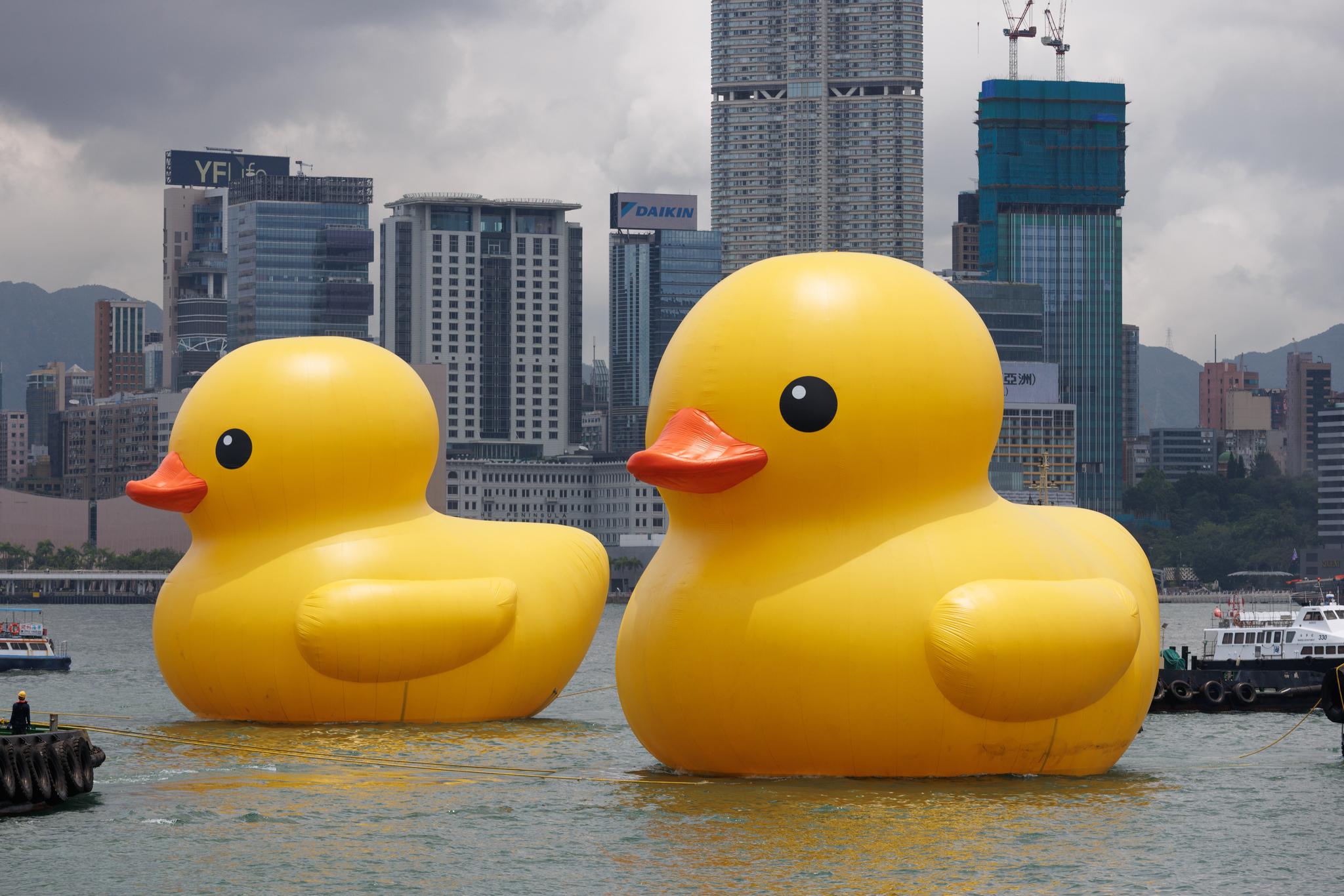 巨型黃鴨再次登陸香港