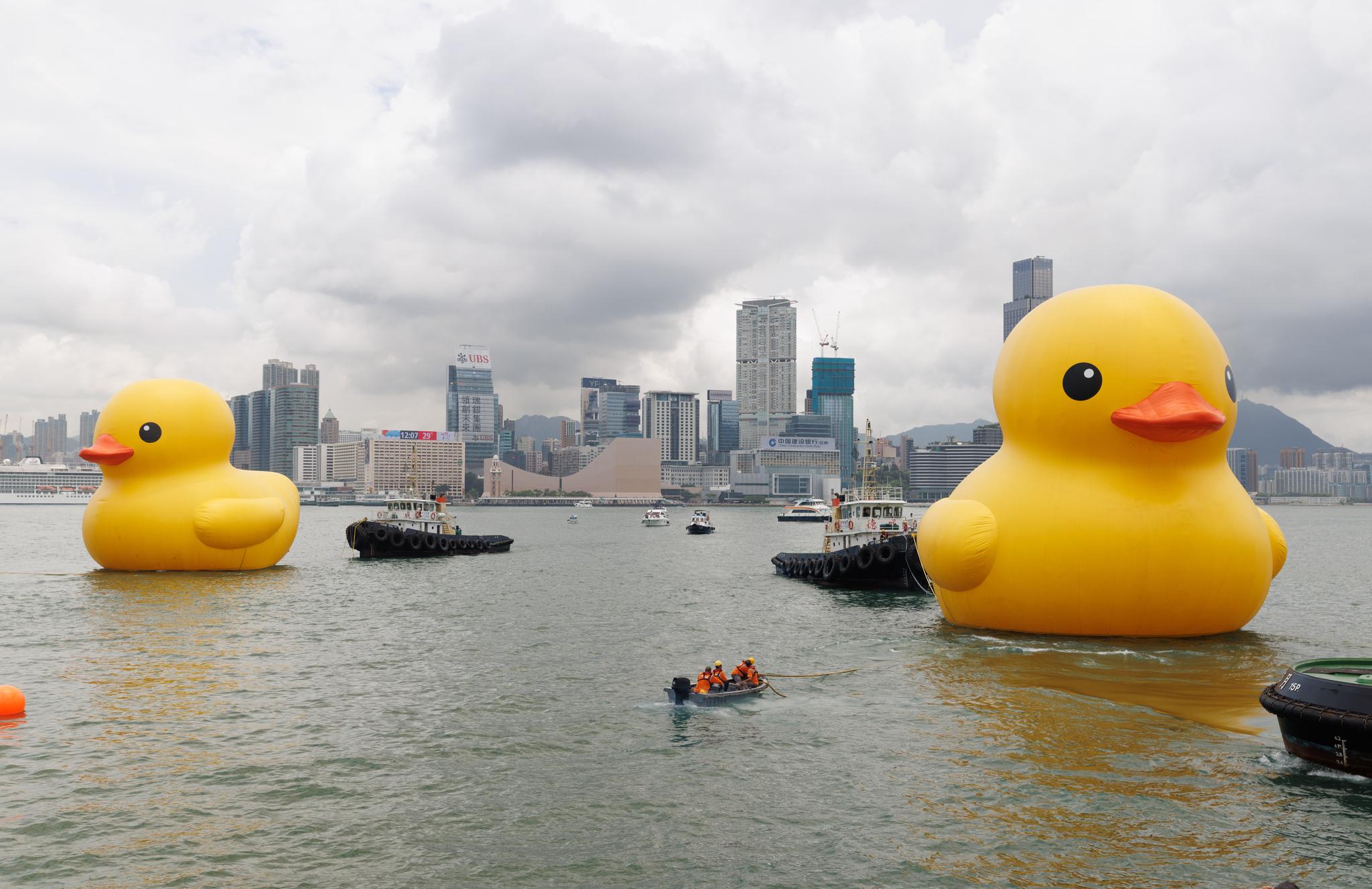 巨型黃鴨再次登陸香港