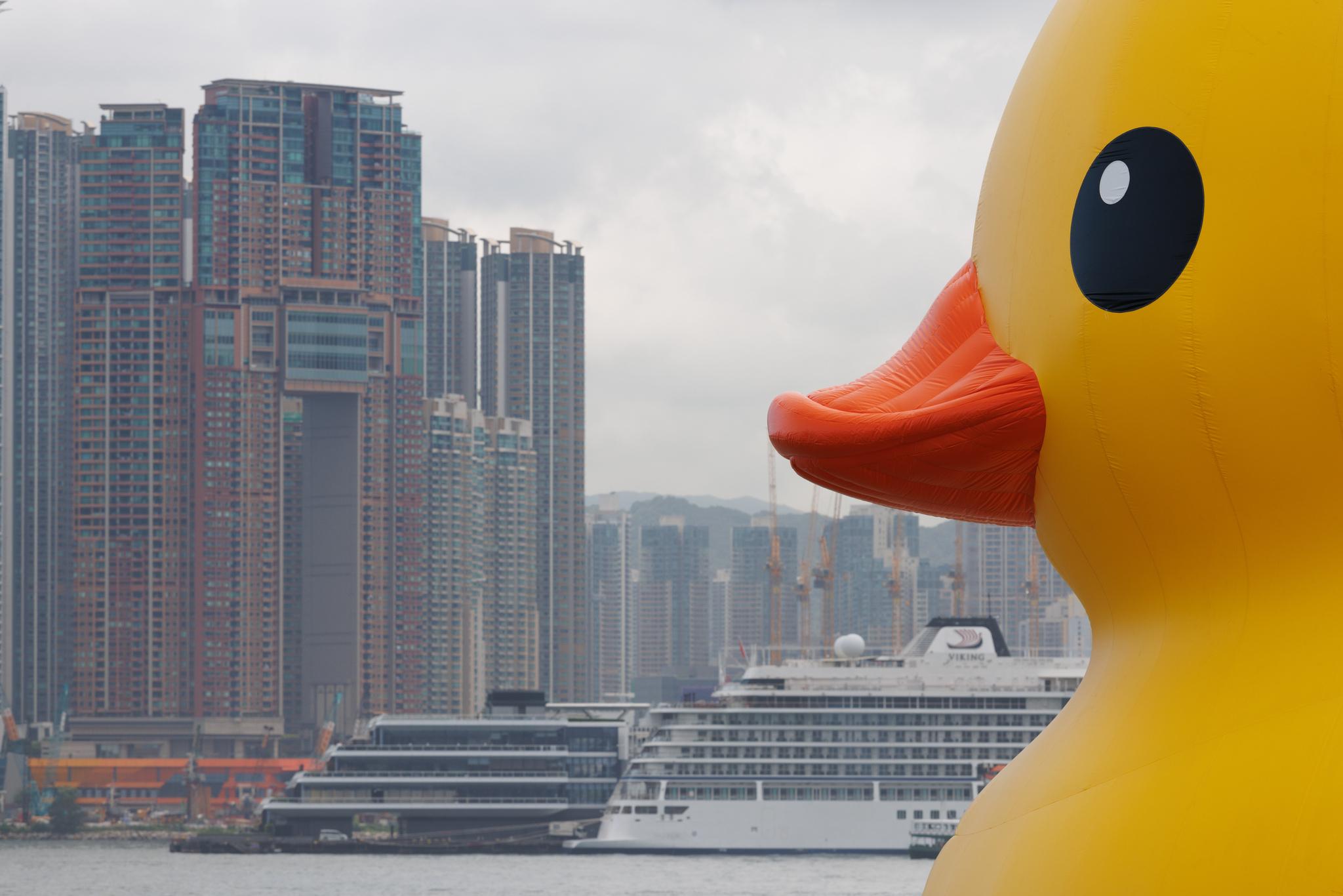 巨型黃鴨再次登陸香港