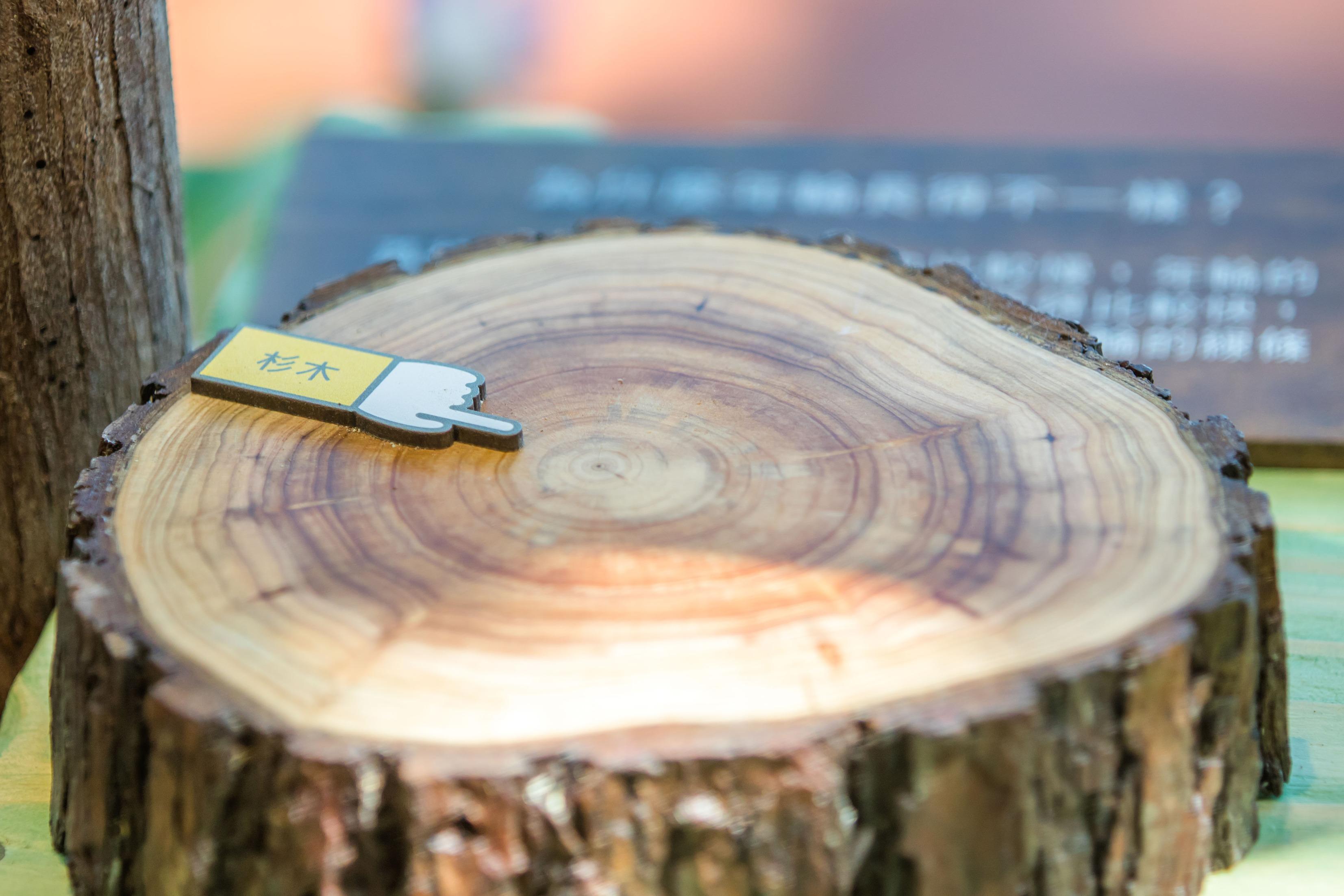 參加者可透過視覺、嗅覺及觸覺多方面盡情探索森林與木的知識