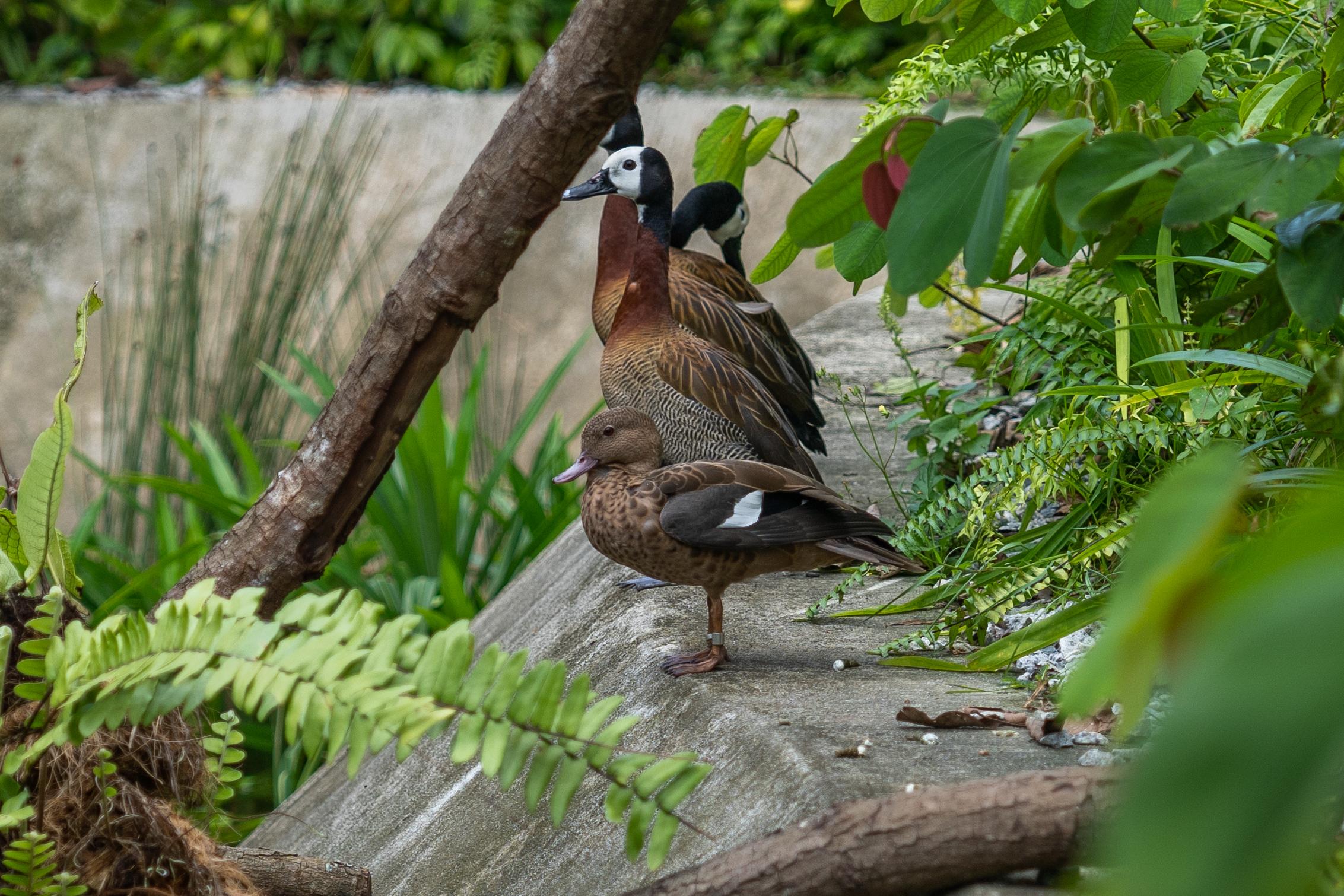 新加坡飛禽公園 (Bird Paradise)