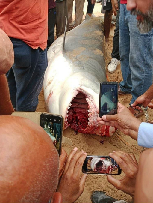 咬人的虎鯊之後被殺死及拖上岸。(網上圖片)