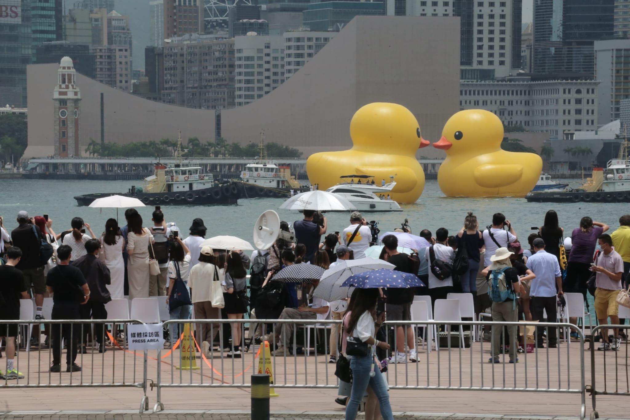 多圖|巨型黃鴨今啟航 灣仔會展游早水到中環海濱 (持續更新)