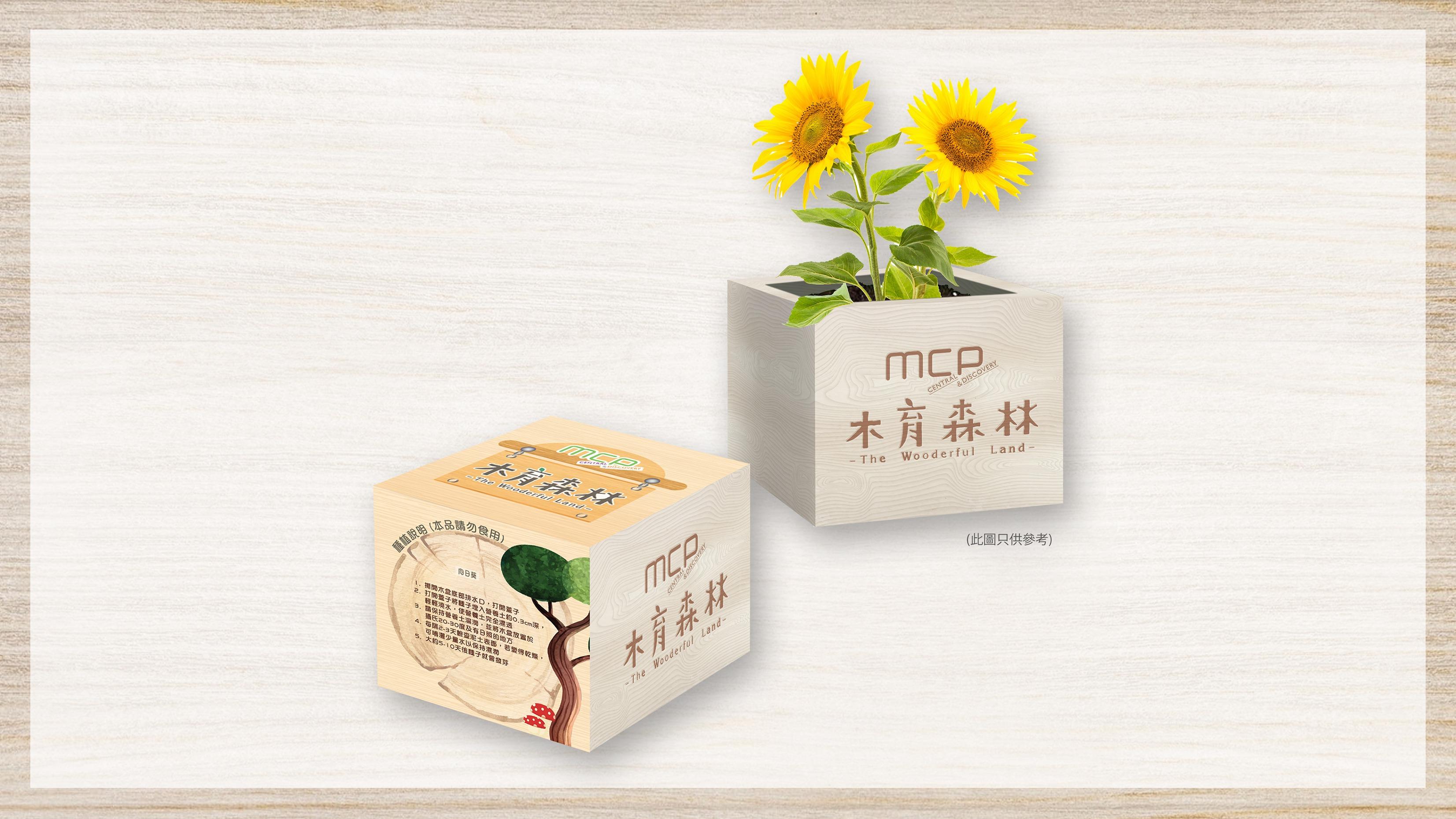 MCP x 木育森林期間限定木盒種子盆栽—向日葵