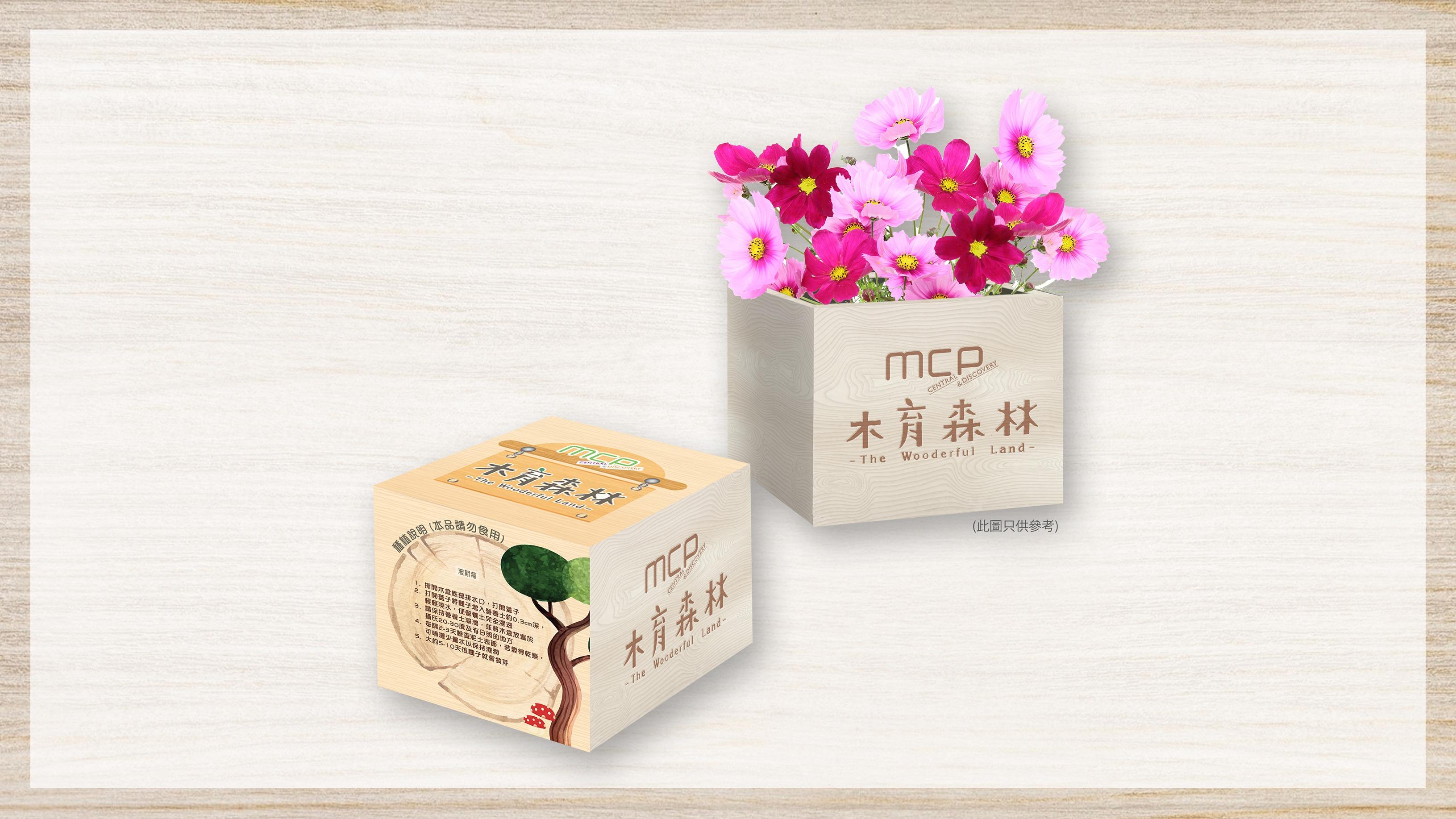 MCP x 木育森林期間限定木盒種子盆栽—波斯菊