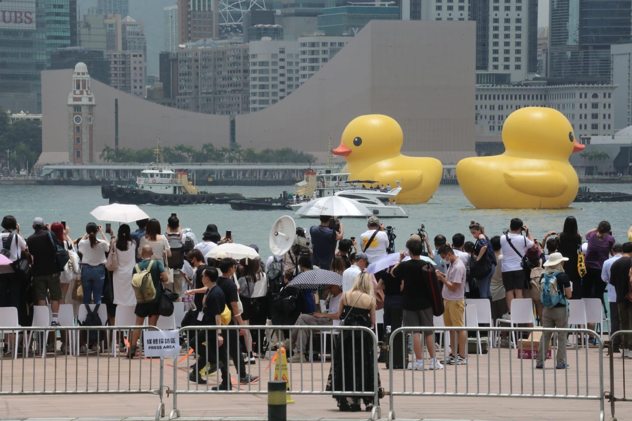 多圖|巨型黃鴨今啟航 灣仔會展游早水到中環海濱 (持續更新)