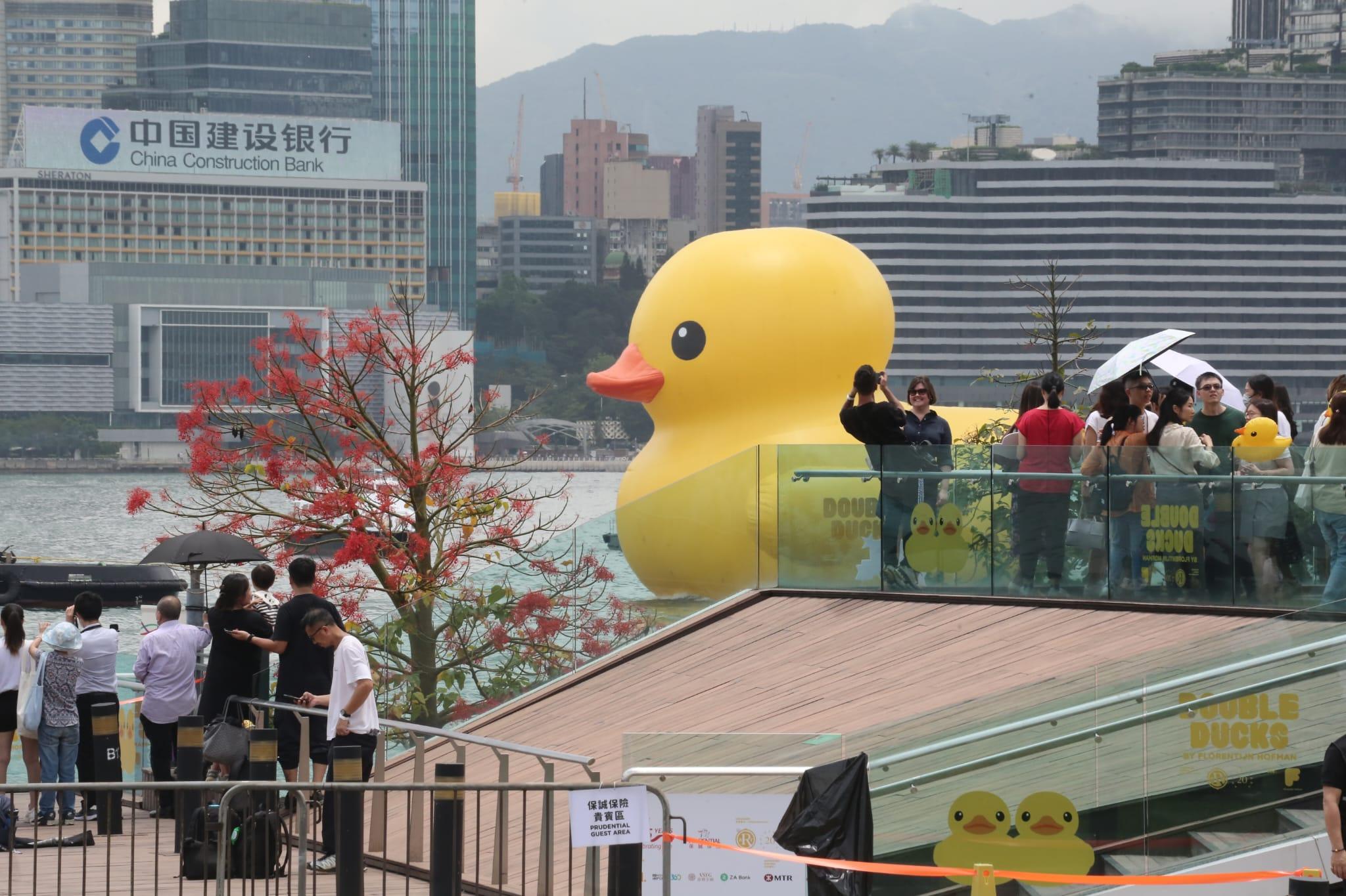 多圖|巨型黃鴨今啟航 灣仔會展游早水到中環海濱 (持續更新)