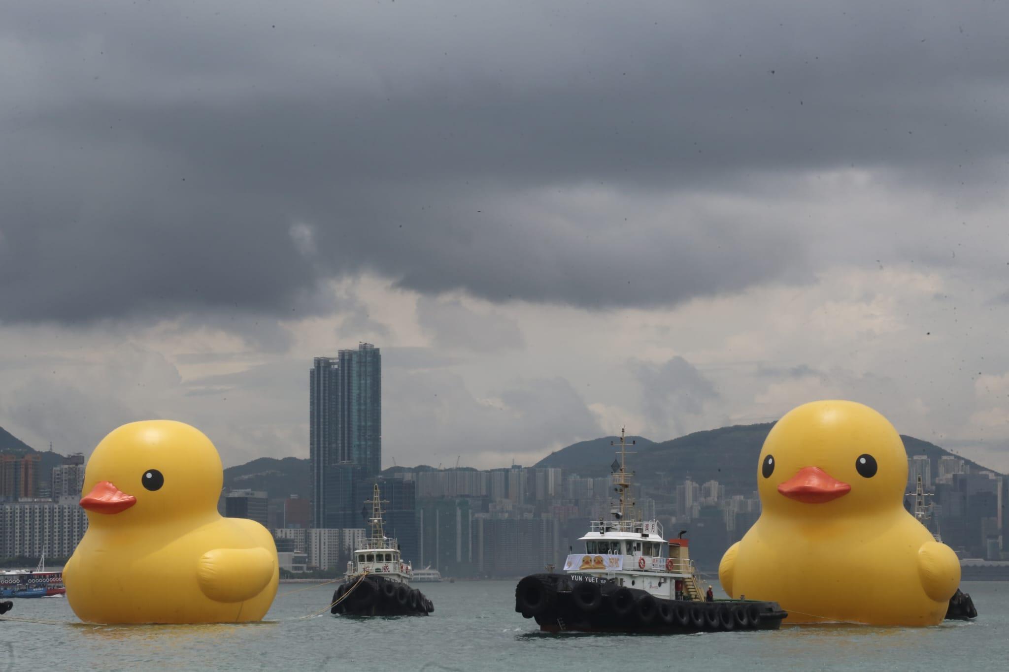 多圖|巨型黃鴨今啟航 灣仔會展游早水到中環海濱 (持續更新)