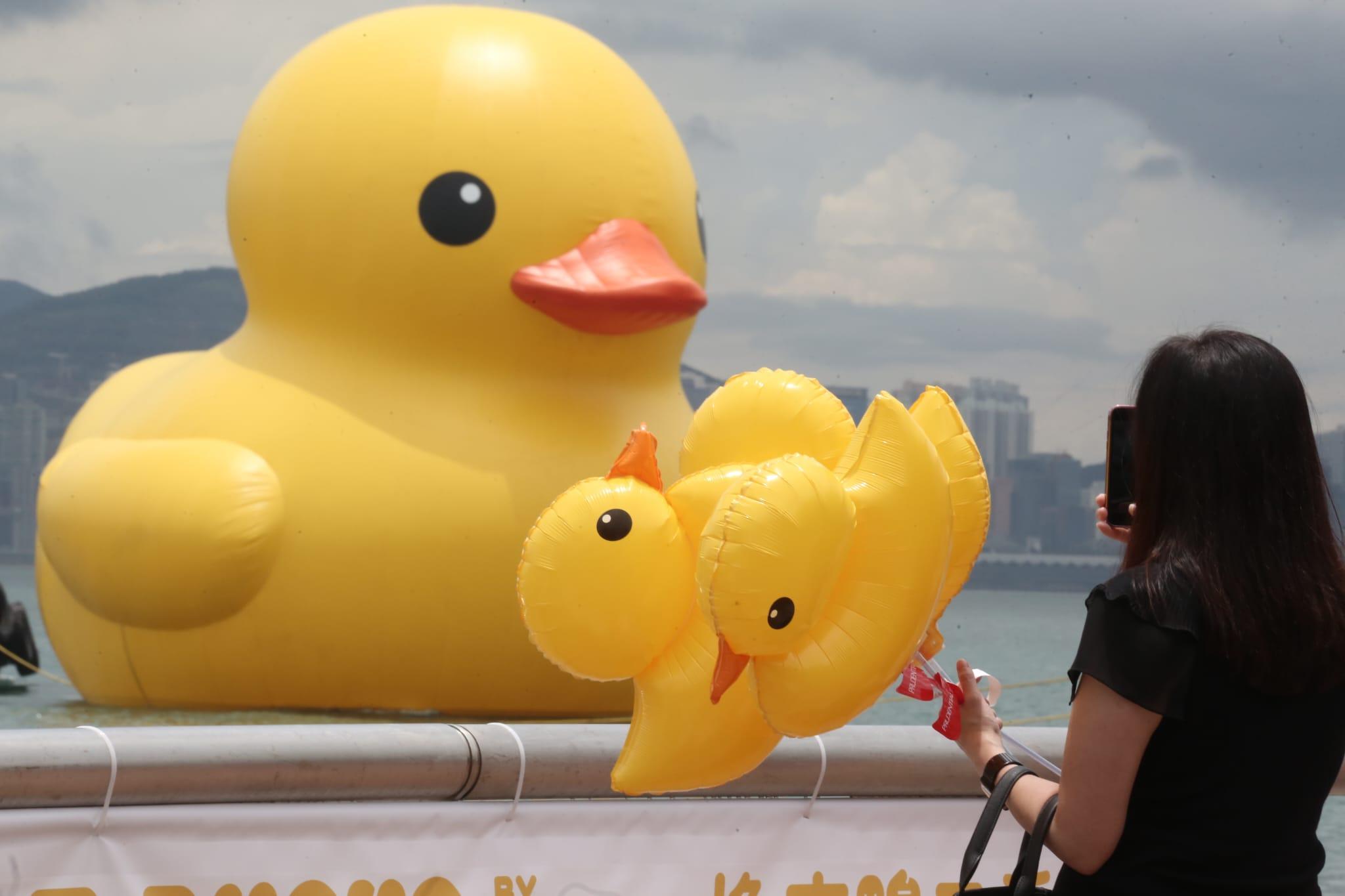 多圖|巨型黃鴨今啟航 灣仔會展游早水到中環海濱 (持續更新)