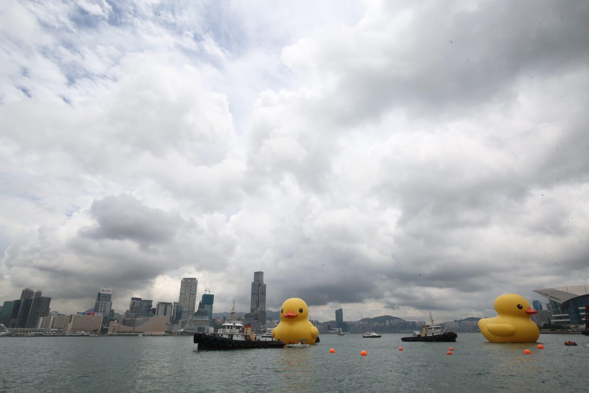 多圖|巨型黃鴨今啟航 灣仔會展游早水到中環海濱 (持續更新)