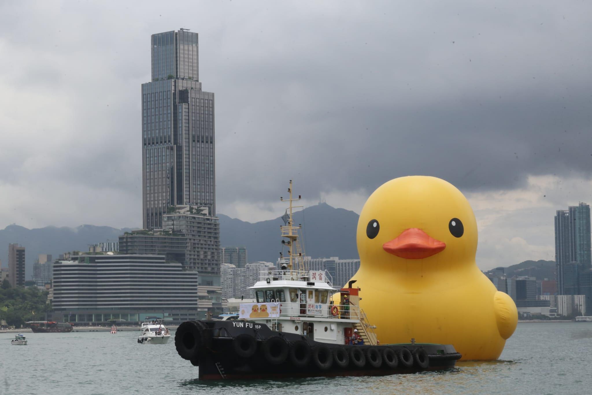 多圖|巨型黃鴨今啟航 灣仔會展游早水到中環海濱 (持續更新)