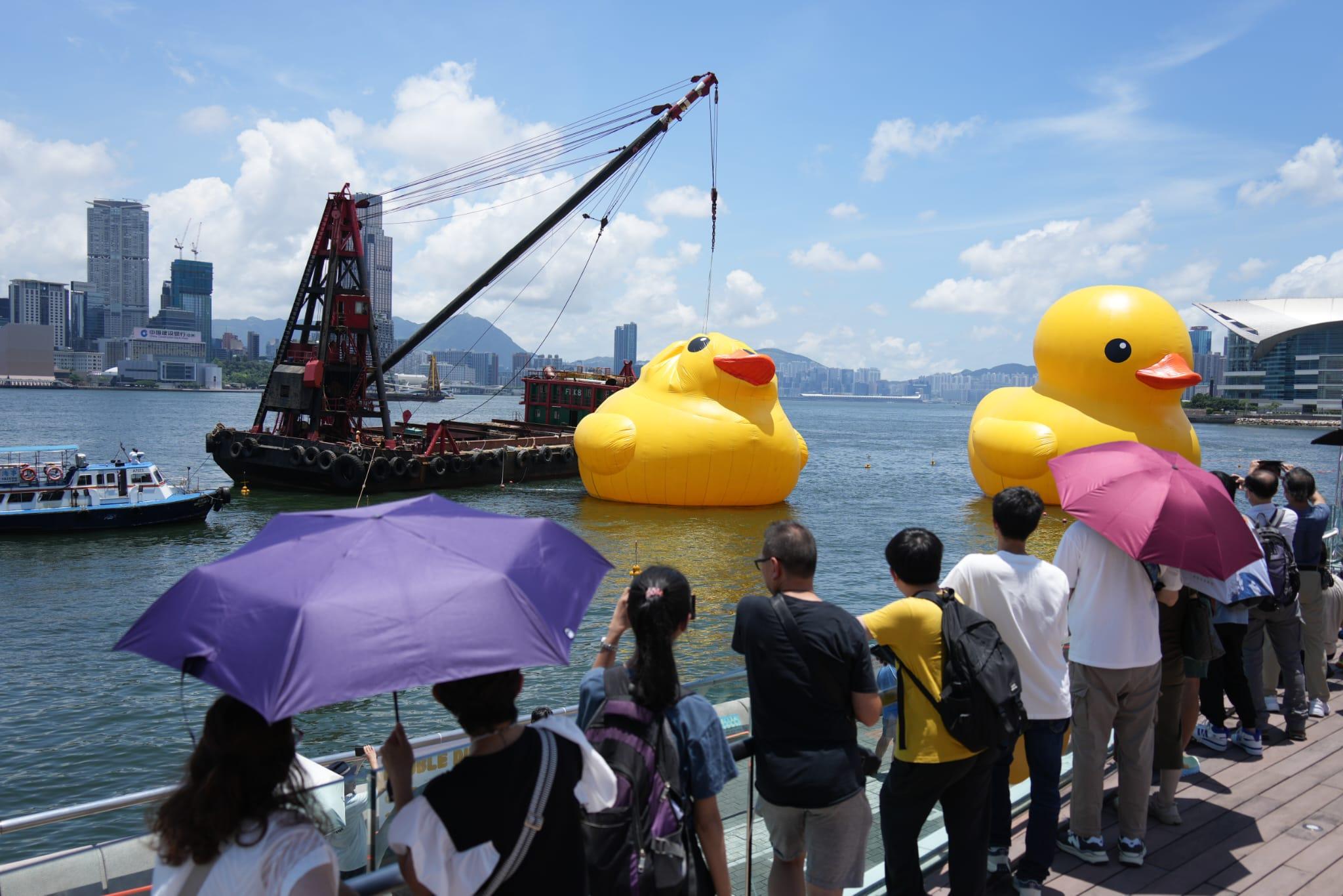 黃鴨復活 橡皮鴨已重新充氣將再次展出 (李睿哲攝)