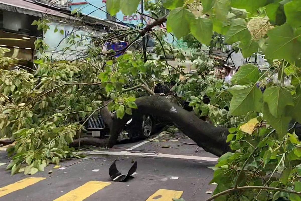 海防道下午有大樹倒塌,擊中一輛私家車。(網民Connie Yuen影片截圖)