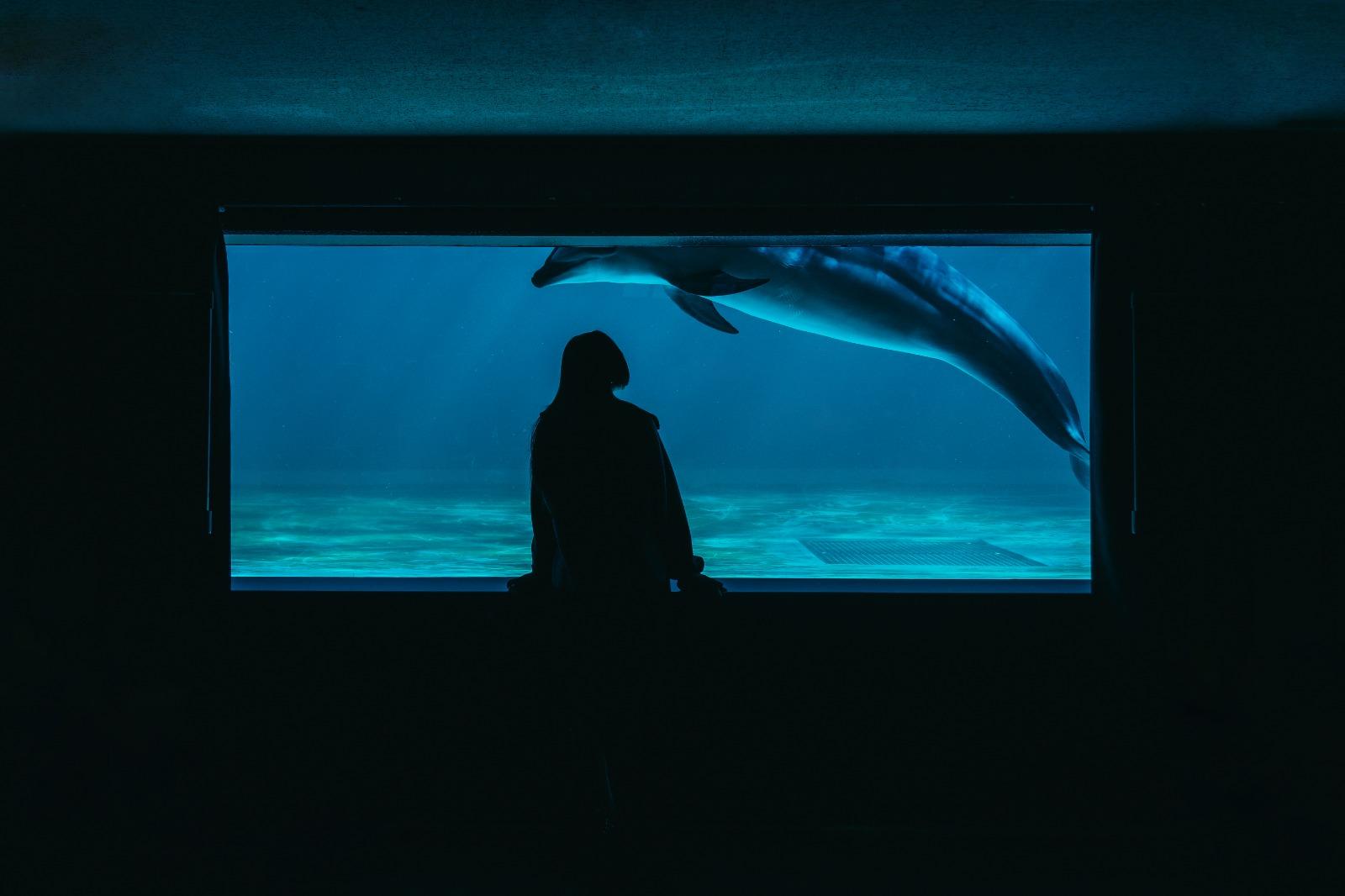 品川水族館均在《Miss u Goodbye》與《MIZU》的MV中出現,但兩者的故事卻截然不同。